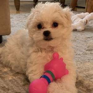 Meet your Posher, Lara